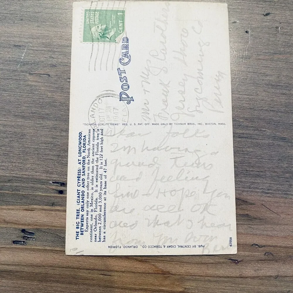 1940s Vintage Postcard Nature Big Cypress Tree Orlando Sanford Longwood Florida